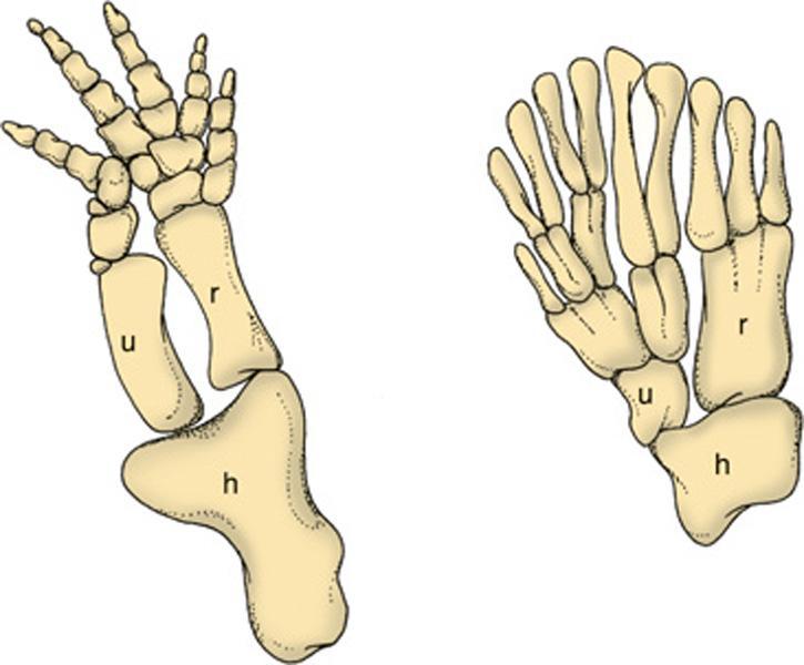 2. Evidence from Anatomy Arrangement and similarities of bone structures may