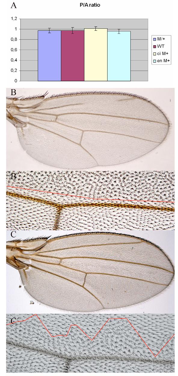 Compartments and growth in Drosophila wing disc RESEARCH REPORT 4425 We thank Ernesto Sánchez-Herrero for helpful discussions and critical reading of the manuscript, Jose Felix de Celis, Eduardo