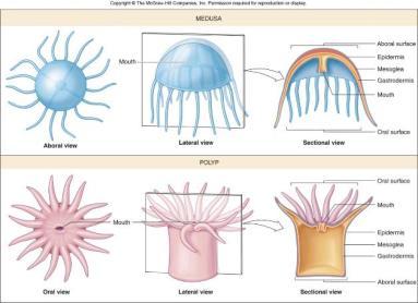 Asymmetrical Endoskeleton Phylum Porifera Phylum Porifera Sponges! Internal structural material Spicules & Spongin http://1.bp.blogspot.