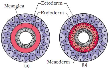 Radially symmetric Polyp and Medusa phase Hydrostatic skeleton (uses