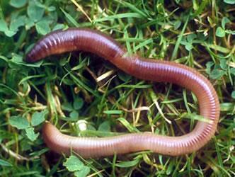 Class Oligocheata (earthworms and terrestrial or freshwater worms) Few chaetae Have