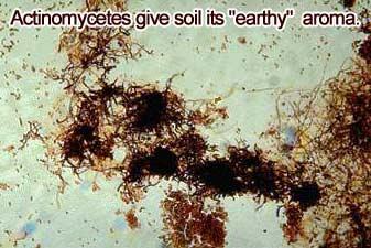 Actinomycetes: a class of unicellular organisms that show similarities to both fungi and bacteria.