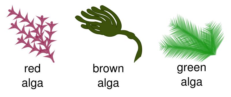 Algae: unicellular to complex multicellular varieties and vary in size from microscopic to large, plant-like structures.