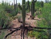Roots: Saguaro Cactus Guide students on an outdoor walk following your pre planned route. At each stop, conduct an inquiry to convey the Teaching Points presented for that stop.
