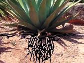 Roots: Agave Discussion and Activity Suggestions At the roots stop, conduct an inquiry using the teaching points as your guide.