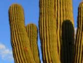 Stems: Saguaro Cactus Stems Stop Description The stems stop should offer a variety of plants with different kinds of stems.