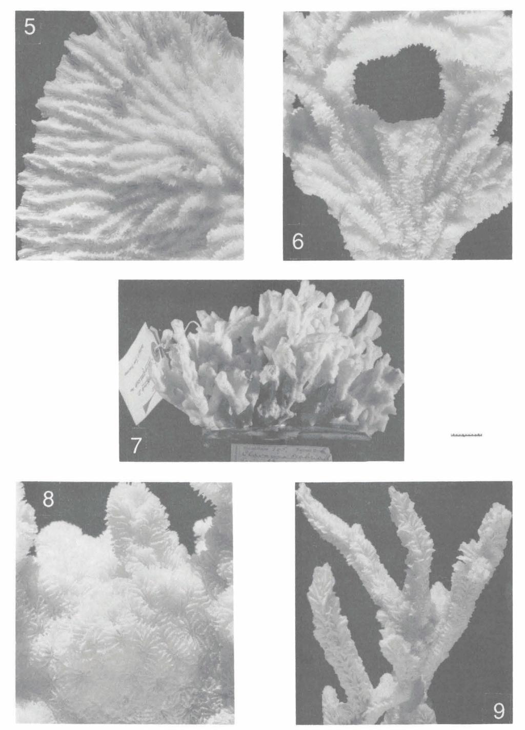 BEST & SUHARSONO: MERULINIDAE 337 Fig. 5. Merulina ampliata (Ellis & Solander) from Bahuluang, SW Salayer, RMNH 20749 (scale bar: 0.5 cm). Fig. 6. M. ampliata (Ellis & Solander) from Kudingareng Keke, SW Sulawesi, RMNH 18029 (scale bar: 0.