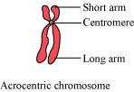 (iii) Acrocentric chromosome The chromosome in which the centromere is located close to one of the terminal ends is known as an