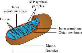 Characteristics of the mitochondria Mitochondria are double- membrane-bound structures.