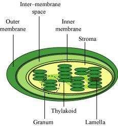 Functions of the mitochondria: (i) They are the sites for cellular respiration. (ii) They provide energy in the form of ATP for all vital activities of living cells.