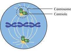 of a centriole. The hub is connected to the triplets via radial spokes. These centrioles help in organising the spindle fibres and astral rays during cell division.