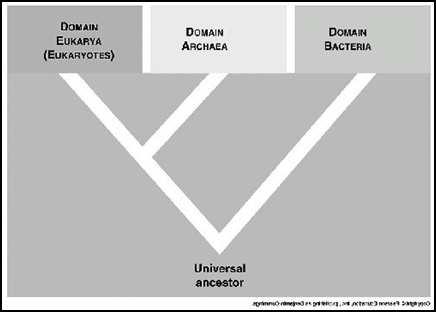 http://web.dbs.umt.edu/dbs/courses/sci226/lab3_cells.htm 2 Which of the following correctly states the relationship(s) between bacteria and humans?