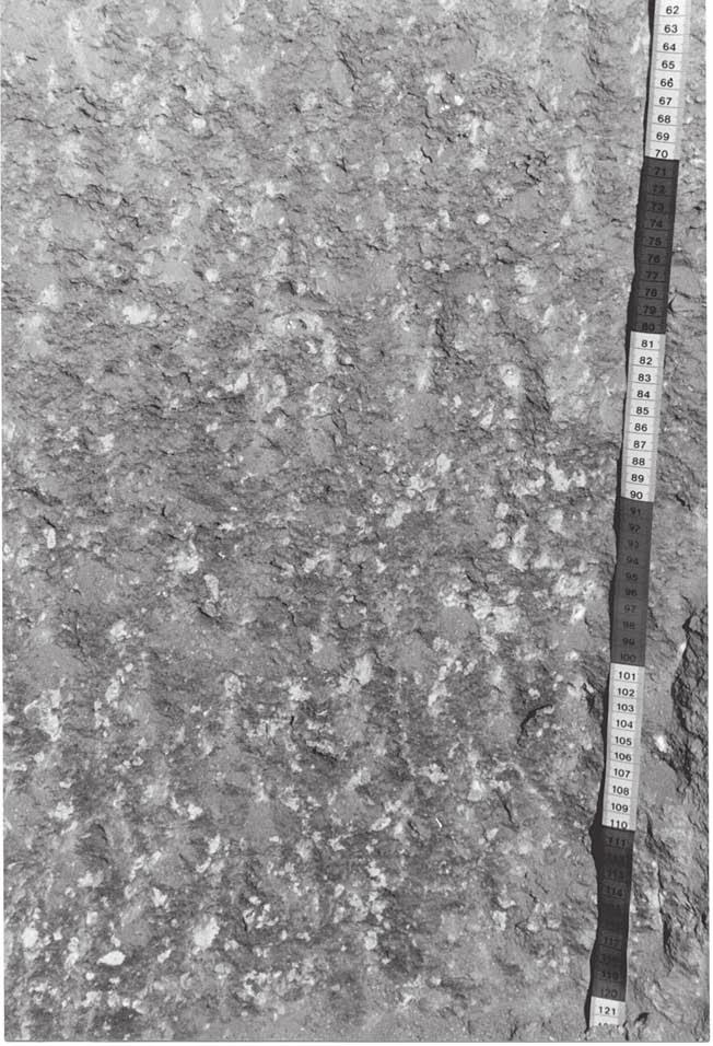Soils and soil erosion 199 Figure 8.4 Calciorthid soil profile (Photo: MAW). flooded and they frequently develop a salty crust on drying.