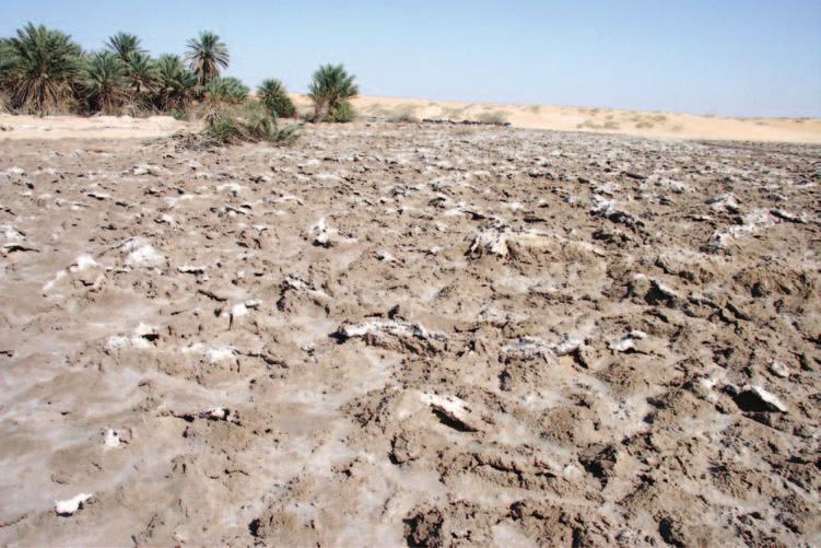 Environmental impacts and hazards 231 Figure 9.10 The north-western edge of the remote inland Sabkhat al Budu one hundred km south of Harad, Eastern Province (N23 15, E49 21 ).