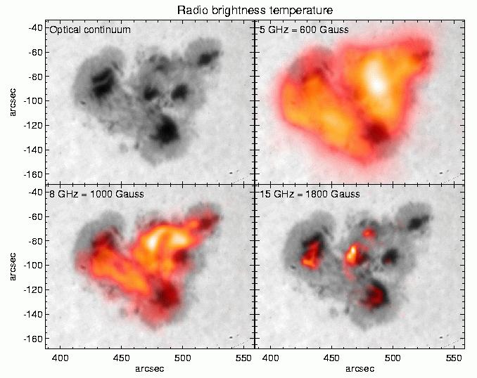 Radio Emission from Coronal Magnetic Fields Region showing strong shear: radio images