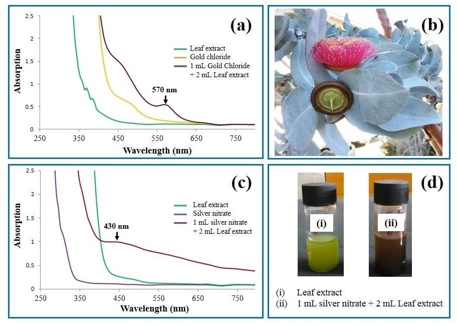 first being Au and the second being Ag. In both cases the biomolecules present in the leaf extract were found to be an effective reducing agent in the formation of Au and Ag nanoparticles.