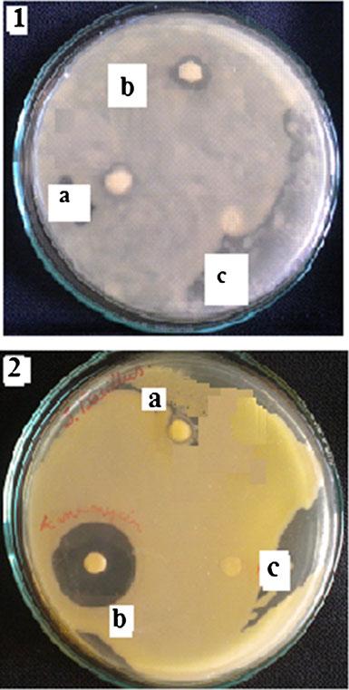 70 BioNanoSci. (2013) 3:67 72 aureus by the Kirby Bauer diffusion method [22, 23]. The agar used was Meuller Hinton agar that was rigorously tested for composition and ph value.