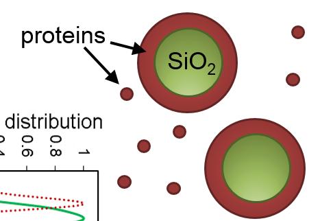 Nanoparticles in serum When nanoparticles enter serum, proteins adsorb to form a protein shell: Increased size; Changed density; Changed agglomeration; Changed surface charge.
