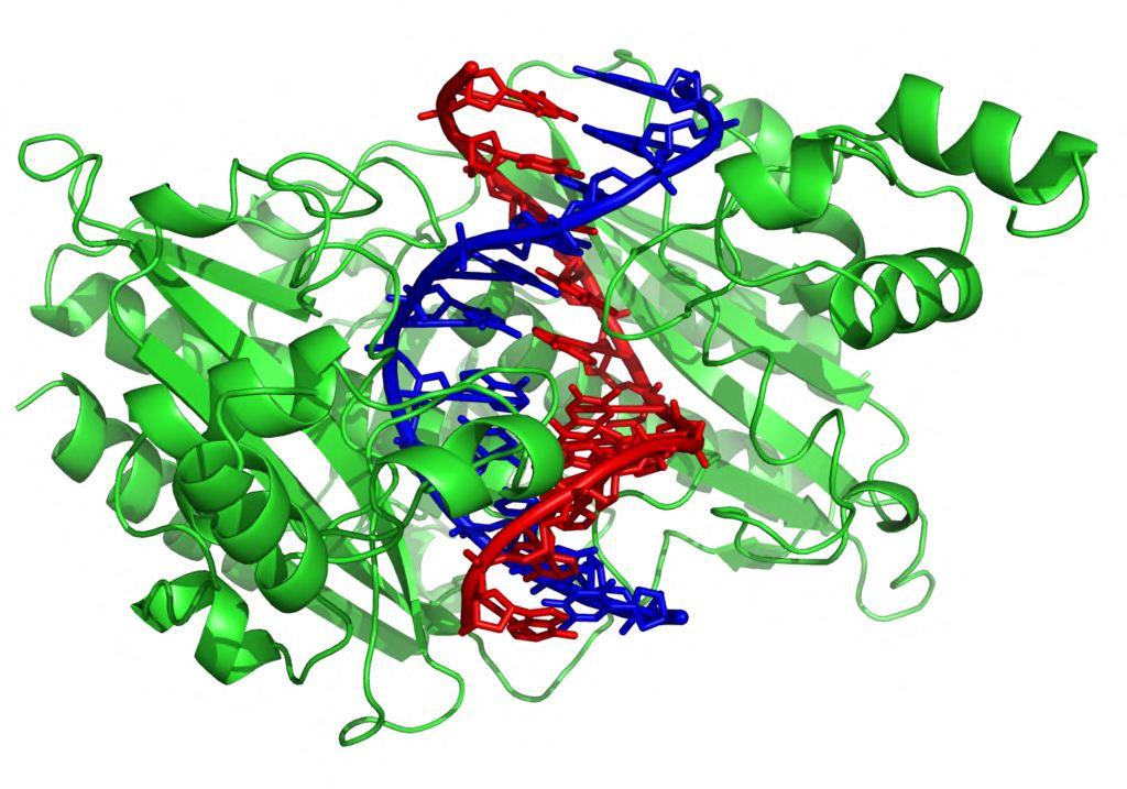 2.2 Proteini vezani na DNK Proteini nastanejo s precej zapletenim procesom, ki se odvija v živih celicah.