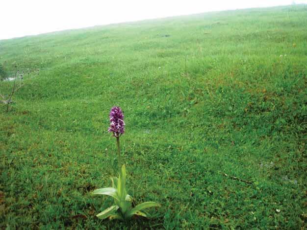 Population ref. 5 HCV Plant Species: Orchis purpurea subsp.