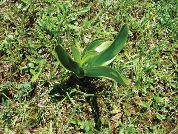 Population ref. 6 HCV Plant Species: Orchis purpurea subsp.