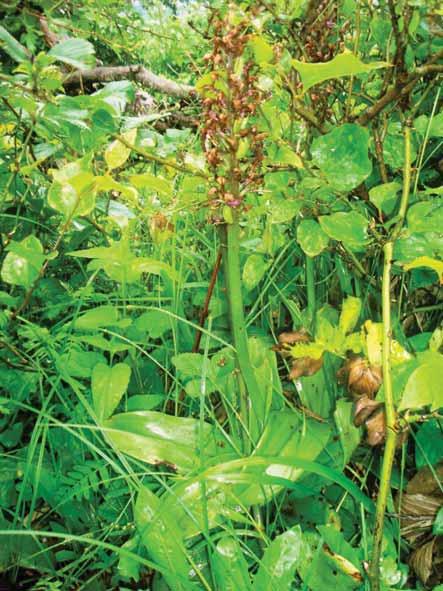 Population ref. 13 HCV Plant Species: Orchis purpurea subsp.