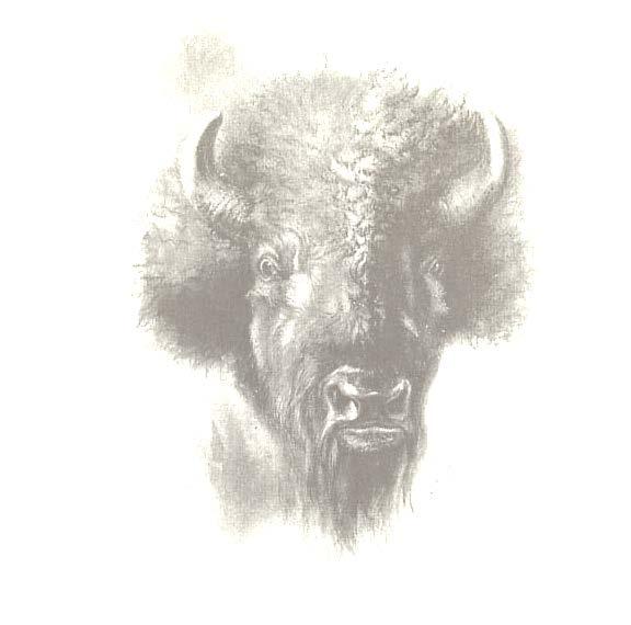 What is a wild bison population?
