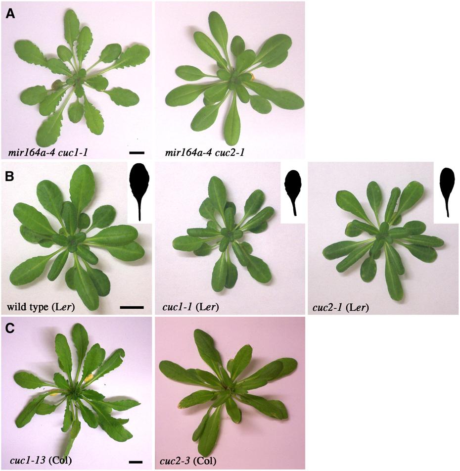 Role of CUC2 and mir164 in Leaf Development 2939 Figure 8. CUC2 Is Required for Leaf Serration in mir164 Mutants and the Wild Type, whereas CUC1 Is Not.