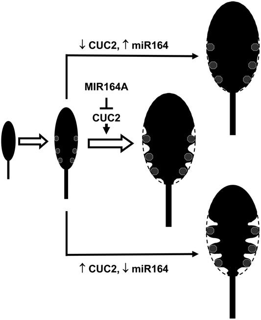 Role of CUC2 and mir164 in Leaf Development 2941 24 nucleotides downstream from the predicted pre-mirna (data not shown).