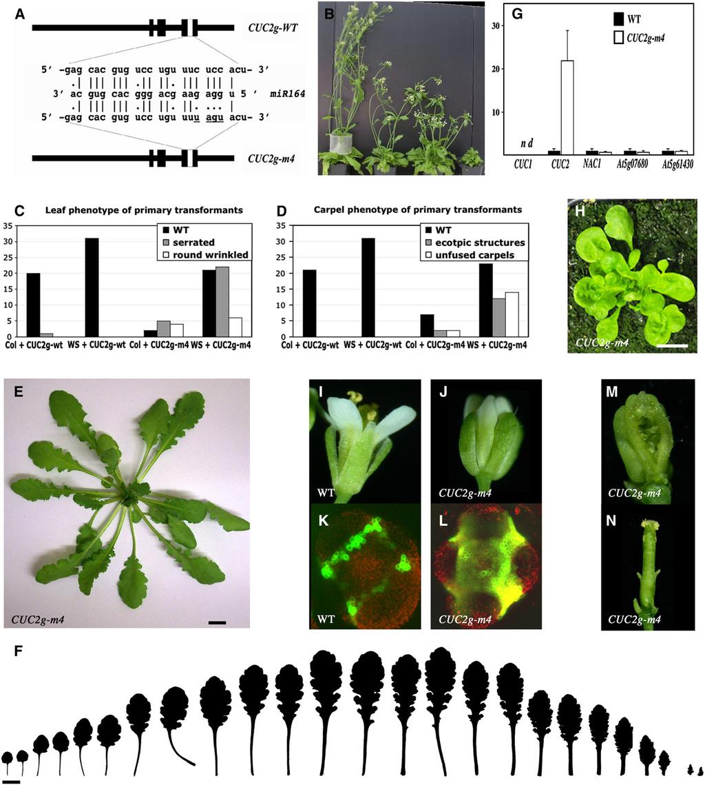 Role of CUC2 and mir164 in Leaf Development 2937 Figure 7. Expression of an mir164-resistant CUC2 Gene Phenocopies the mir164a Mutant Leaves.