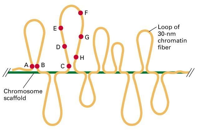 Chromatin remodeling Loops of