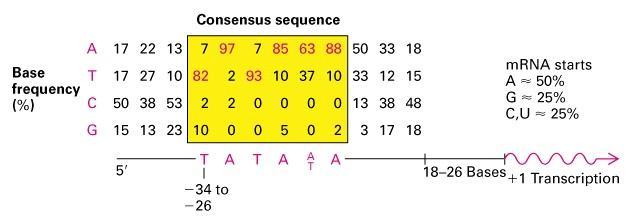 Promoters for RNA polymerase II Have a Very Limited Sequence Consensus and Occupy Larger Stretches of DNA TATA box (=Hogness box) promoters at -19 to -27 upstream from transcription start Initiators: