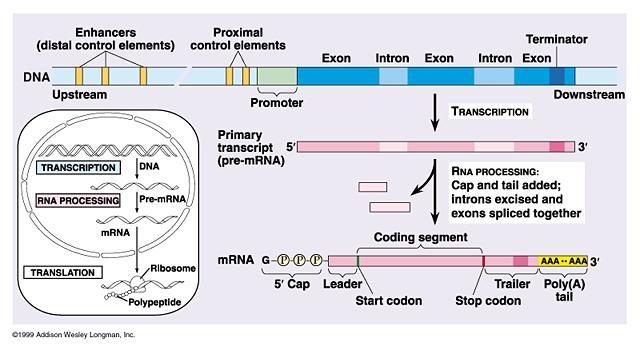 Transcription Factors RNA polymerase cannot transcribe genes unless it is assisted by transcription factors (TFs).