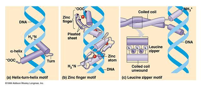 DNA binding domains There are many strategies that proteins use to bind DNA in a highly specific manner.