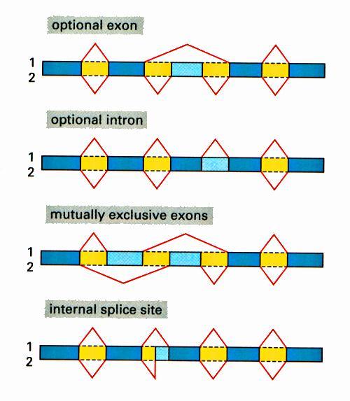 Alternative splicing is another method to regulate gene expression Dark blue boxes mark exons thatare retained in both mrnas.