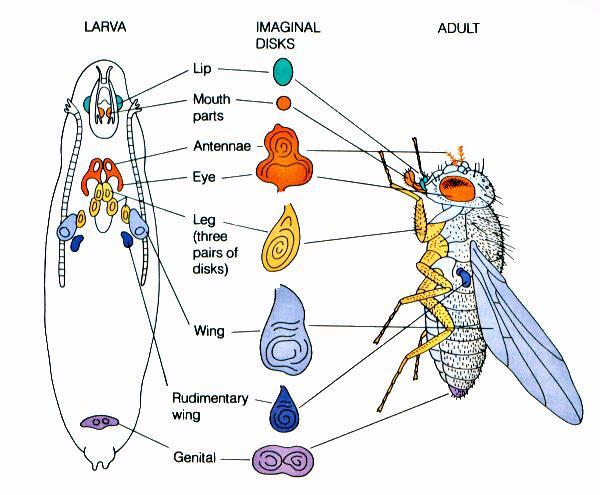 Imaginal disks in the development of Drosophila Each imaginaldisk contains cells that are predetermined to develop into one particular segment of the fruit fly.