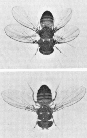 Phenotype of a homeotic mutation: Normal Drosophila Drosophila