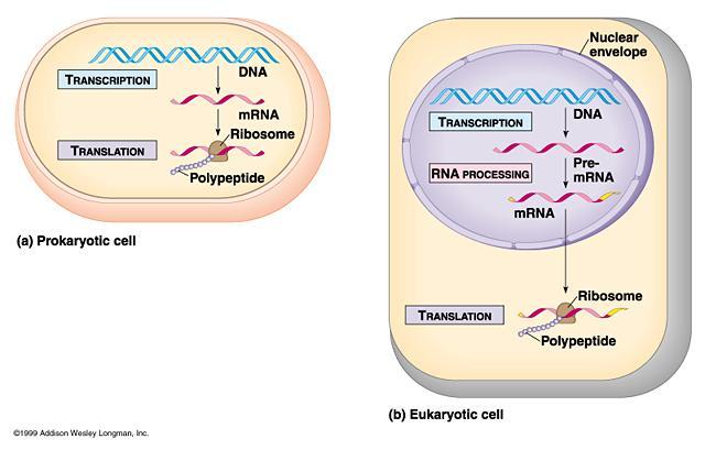 Prokaryotes and Eukaryotes prokaryotes (bacteria) do not have nuclei eukaryotes segrege