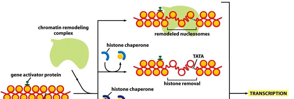 Chromatin structure in gene regulation Activators alter