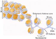 Eukaryotic Chromosomes Recall prokaryotes have a single circular chromosome with a single replication origin Eukaryotes often have more than one chromosome, and they are organized with