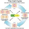 Cell Cycle Cell cycle is divided into four phases M phase, Mitosis and cell division G1 phase, the first gap S phase, DNA & chromosome Synthesis G2 phase, the second gap Transitions are controlled by
