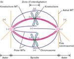 Cytokinesis Mitotic apparatus is set of microtubules built and then dissembled at each division Apparatus is divided into two (complex) parts: Mitotic