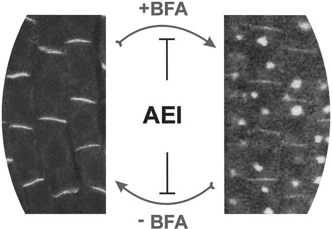 279 Figure 2. AtPIN1 cycling. The reversible internalization of AtPIN1 label upon Brefeldin A (BFA) treatment suggests that AtPIN1 cycles between the plasma membrane and an endosomal compartment.