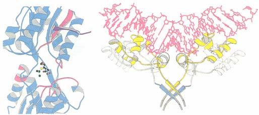 Inducer (IPTG) may serve to drive Lac repressor DNA-binding helices apart N-terminal subdomain of core C-terminal