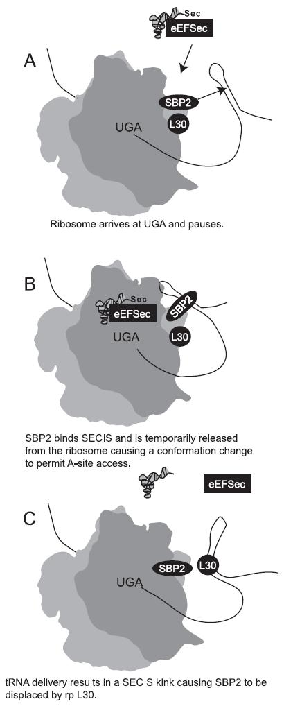 Recoding of internal UGA codon as Sec Sec-tRNA Sec (specific trna) eef Sec or SelB (specific elongation factor) SECIS (special recognition