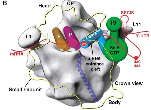 eef Sec :GTP:Sec-tRNA Sec can bind ribosomes and 28S rrna ribosomal protein L30 (rpl30)?