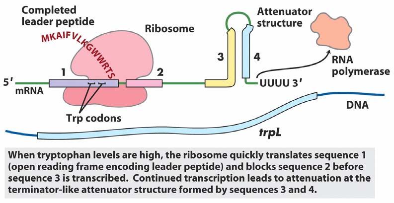 Mechanism of transcriptional attenuation Ribosome follows closely behind RNAP