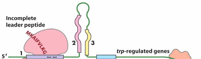 The ribosome sterically hinders 2:3 base-pairing upon encountering leader