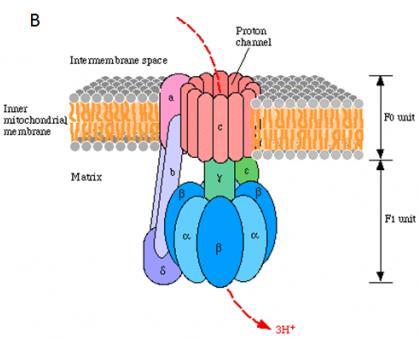 1. Redox reaction: electron donor (NADH or FADH2) & electron acceptor (O2) 2. Impermeable inner mitochondrial membrane 3. Proteins of the electron transport chain and electron transporters 4.