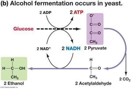 FERMENTATION Anaerobic process Occurs in the cytoplasm of cells Pyruvic acid produced by glycolysis is